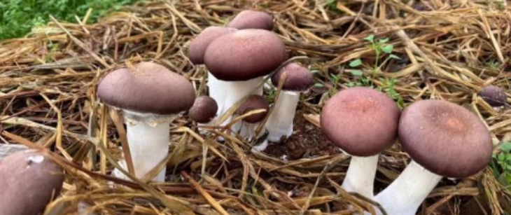 918博天堂(中国游)最新官方网站